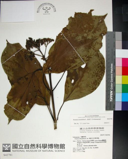 臭娘子藏品圖，第1張