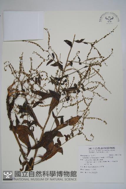 小花倒提壺藏品圖，第1張