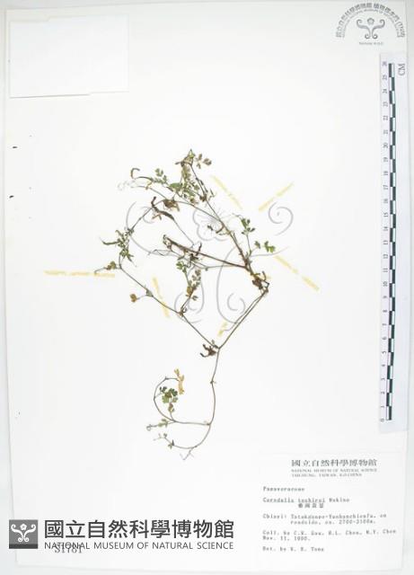 臺灣黃菫藏品圖，第1張