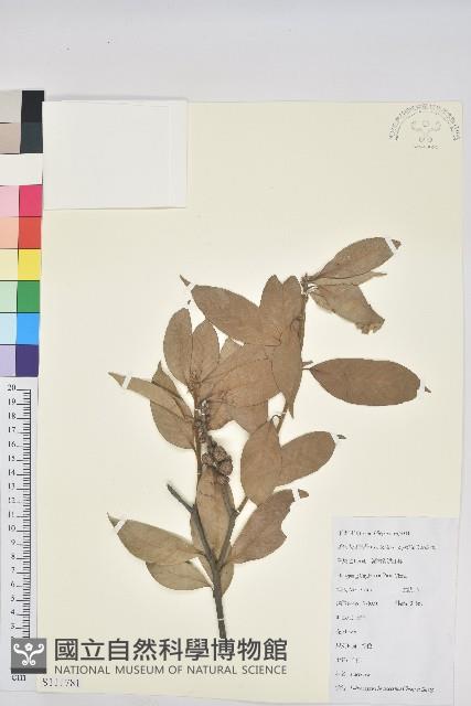 金毛石櫟藏品圖，第1張