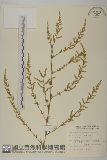 茵蔯蒿藏品圖，第1張