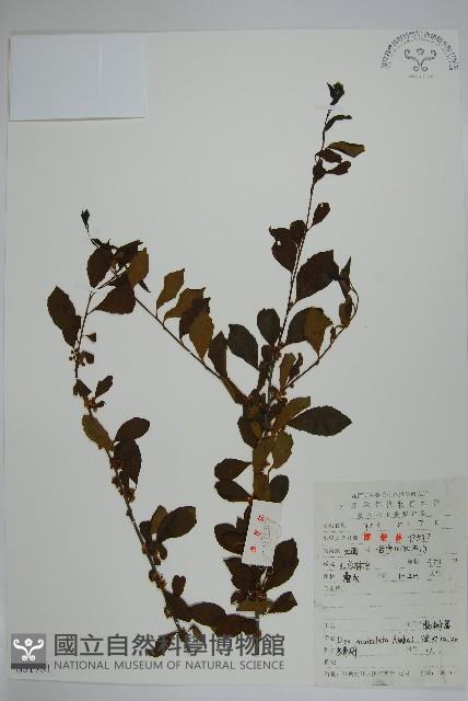 鼠李冬青、滿樹星藏品圖，第1張