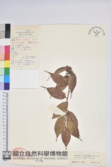 尾葉越橘藏品圖，第1張