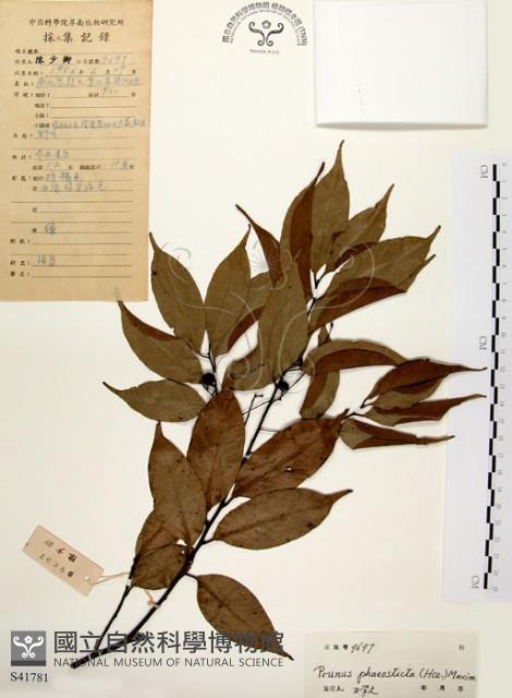 墨點櫻桃、黑星櫻藏品圖，第1張