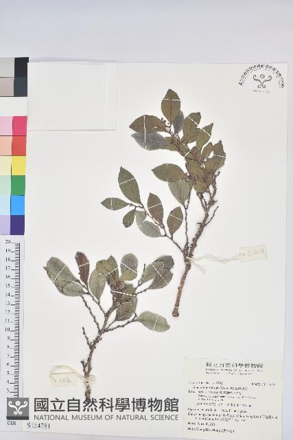 細葉饅頭果藏品圖，第1張