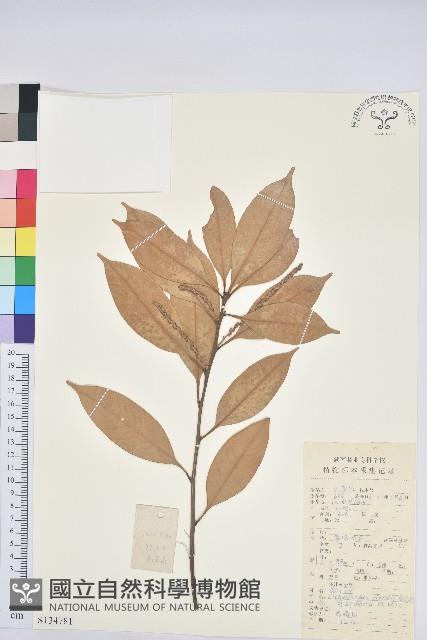 箭桿柯藏品圖，第1張