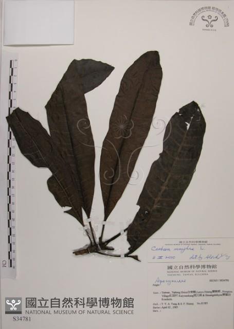 海檬果藏品圖，第1張