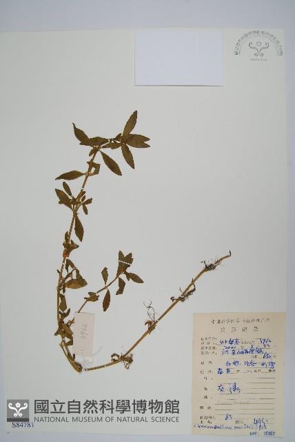 蓮子草藏品圖，第1張