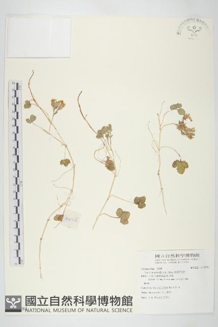 濱剪刀股藏品圖，第1張