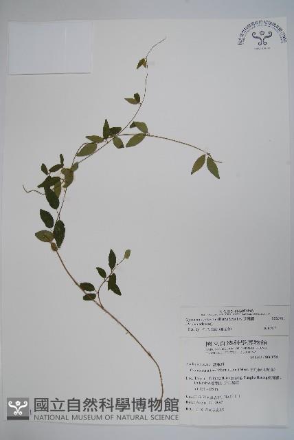 武靴藤藏品圖，第1張