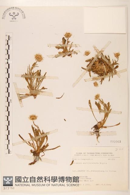 玉山飛蓬藏品圖，第1張