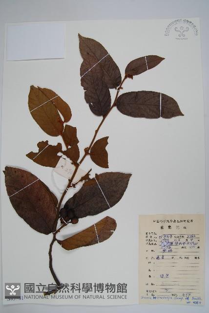 紫玉盤藏品圖，第1張