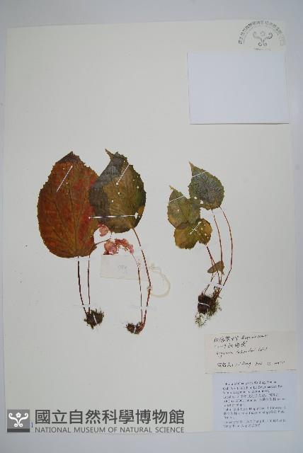 心葉秋海棠藏品圖，第1張