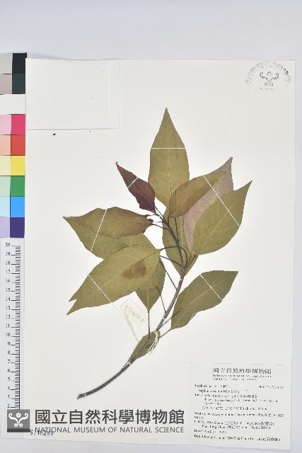 白臼藏品圖，第1張