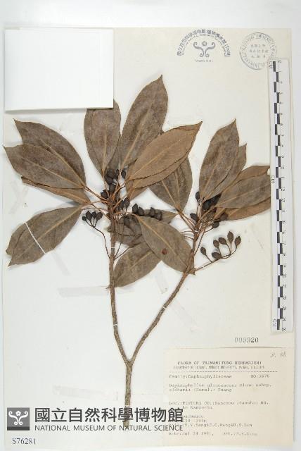 耿氏虎皮楠藏品圖，第1張