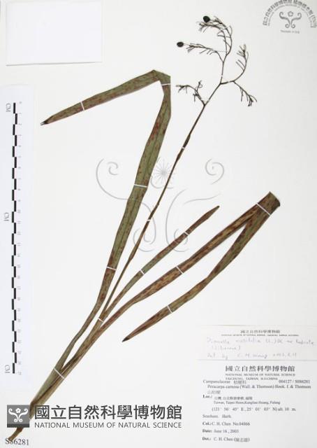 桔梗蘭藏品圖，第1張