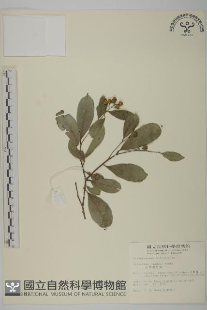 南華南蛇藤，青江藤藏品圖，第1張