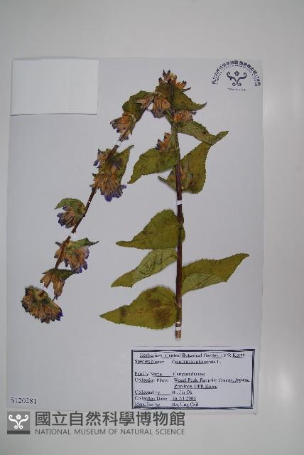 聚花風鈴草藏品圖，第1張