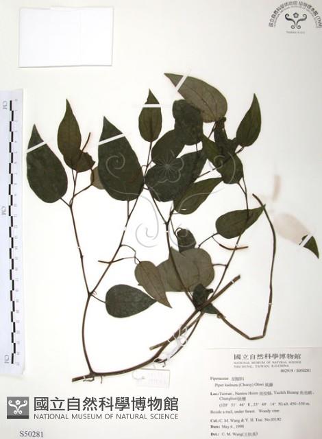 風藤藏品圖，第1張