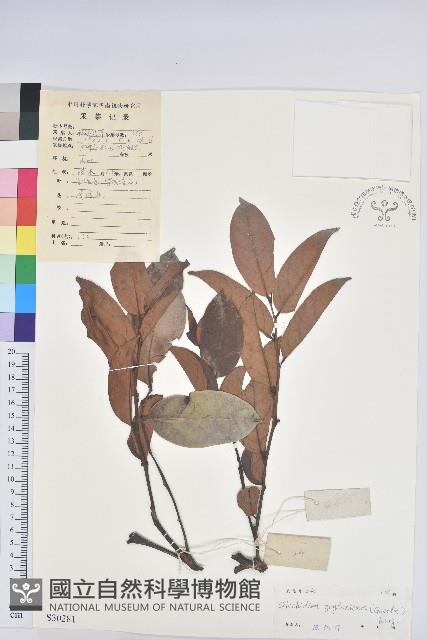 錫蘭饅頭果，香港饅頭果，大葉饅頭果，香港算盤子藏品圖，第1張