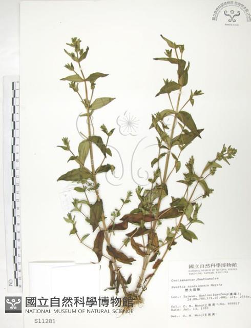 大籽當藥、巒大當藥藏品圖，第1張