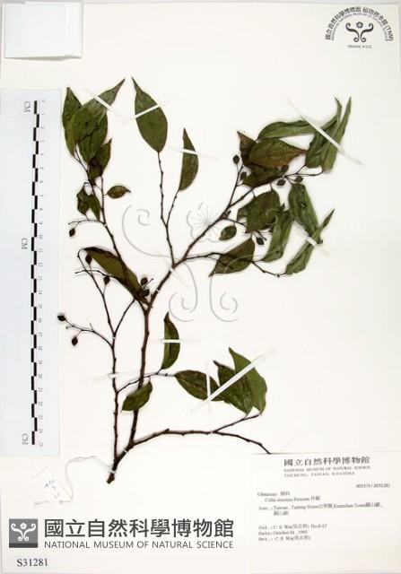 朴樹藏品圖，第1張