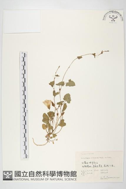 打碗花藏品圖，第1張