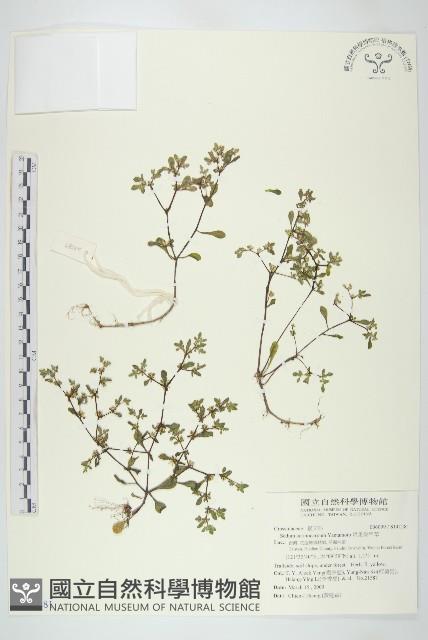 星果佛甲草藏品圖，第1張