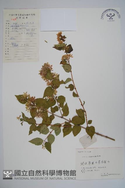 臺灣糯米條藏品圖，第1張