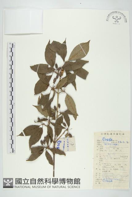 山茱萸藏品圖，第1張