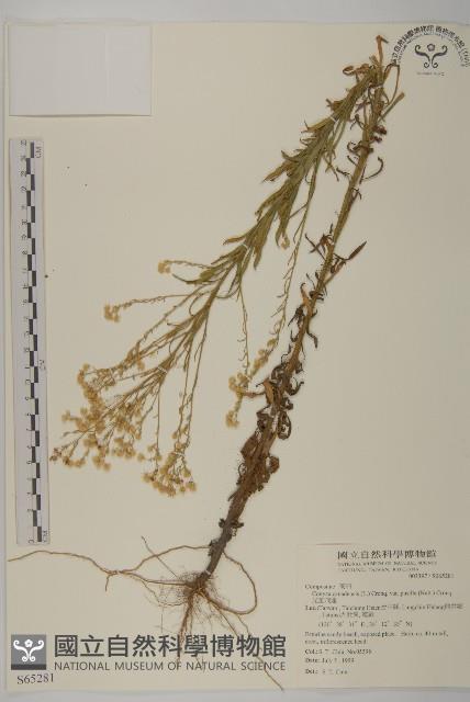 光莖飛蓬藏品圖，第1張