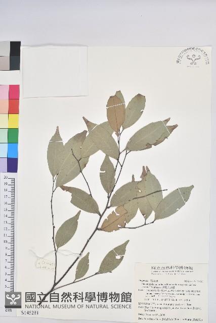 長尾尖葉櫧藏品圖，第1張