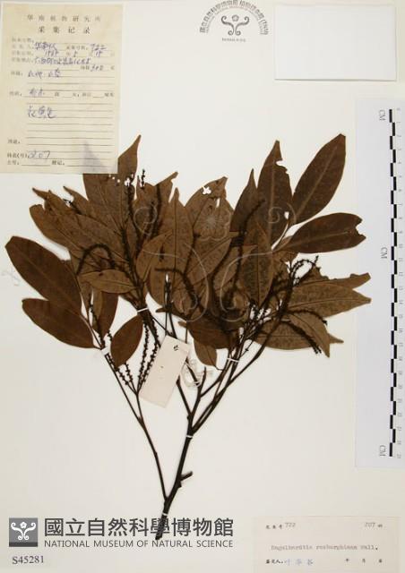 黃杞藏品圖，第1張