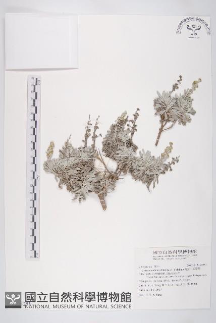 蘄艾、芙蓉菊藏品圖，第1張