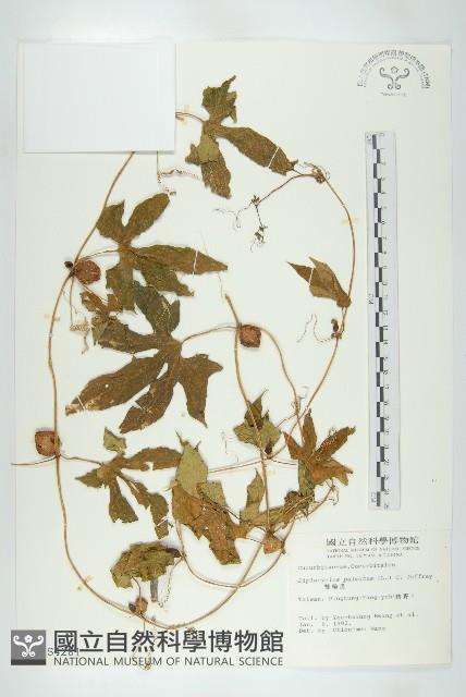 雙輪瓜藏品圖，第1張