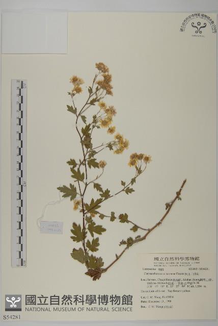 阿里山油菊藏品圖，第1張