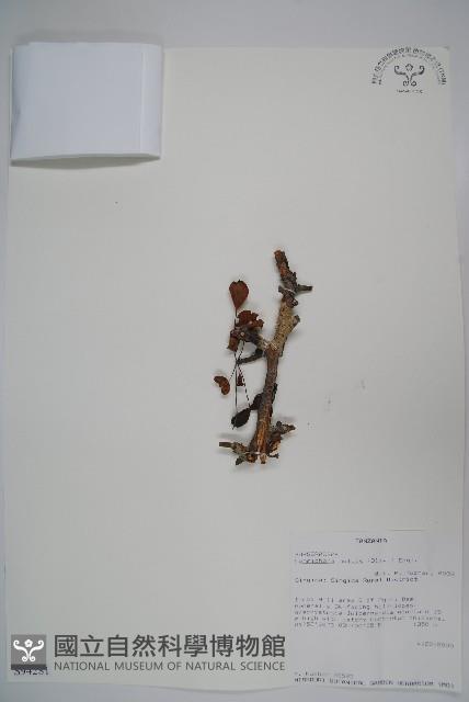 登錄號:S094281藏品圖，第1張