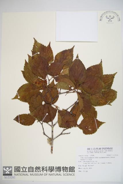 紅子莢迷藏品圖，第1張