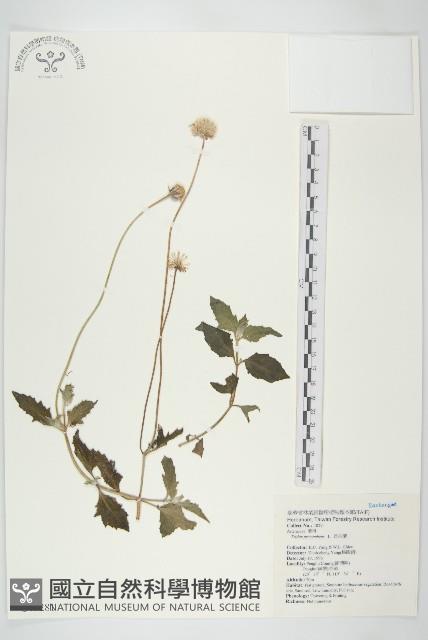 長柄菊藏品圖，第1張