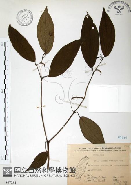 風藤藏品圖，第1張