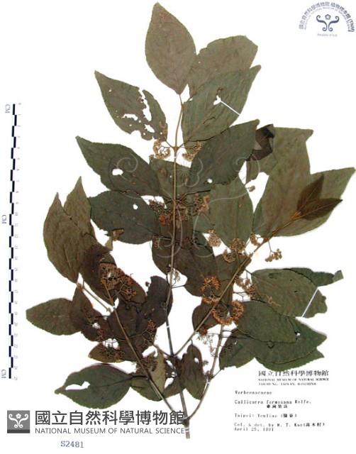 杜虹花，台灣紫珠藏品圖，第1張