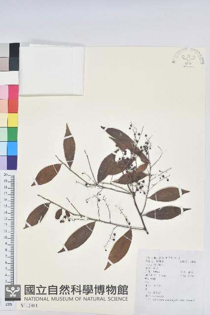 米飯花藏品圖，第1張