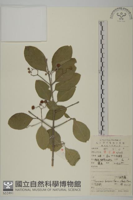 扶芳藤藏品圖，第1張