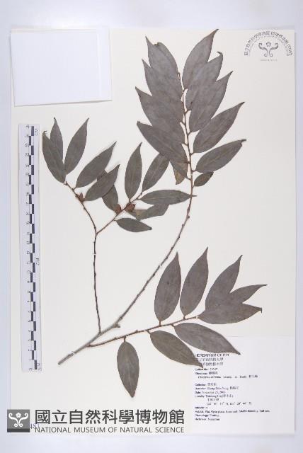 軟毛柿藏品圖，第1張