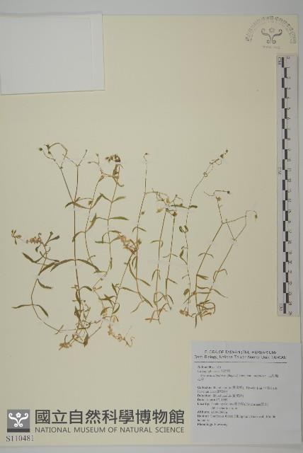 亞毛無心菜藏品圖，第1張