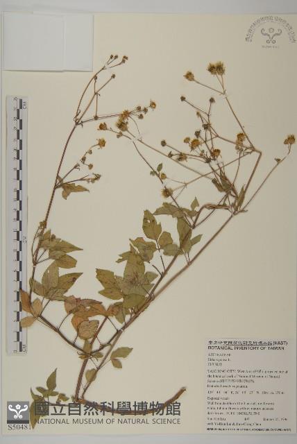 白花鬼針藏品圖，第1張