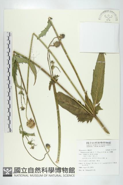 川續斷藏品圖，第1張