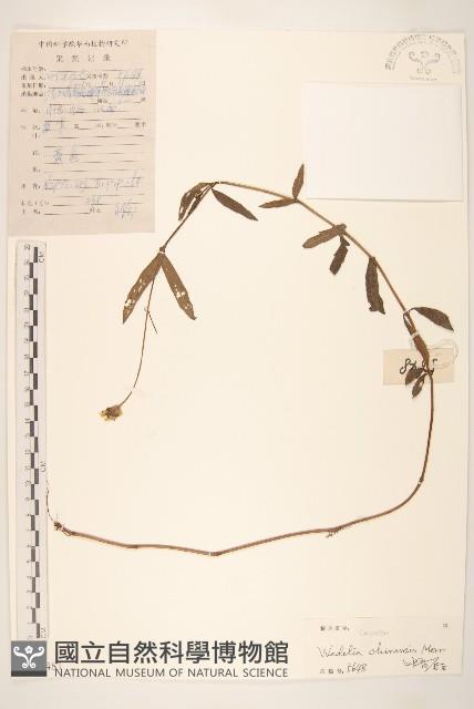 蟛蜞菊藏品圖，第1張