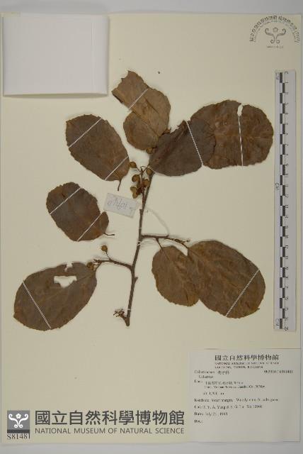 登錄號:S081481藏品圖，第1張