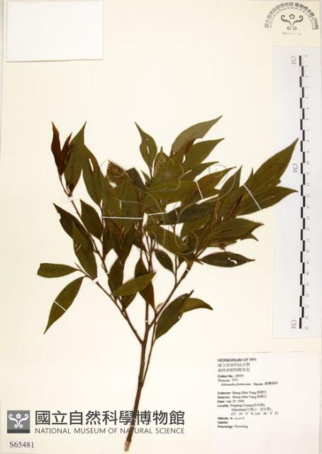 台灣楊桐藏品圖，第1張
